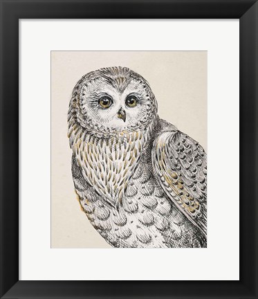 Framed Beautiful Owls IV Vintage Print