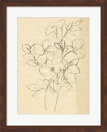 Framed Contour Flower Sketch I Print