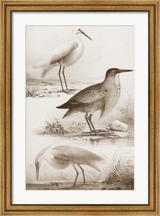 Framed Sepia Water Birds IV Print