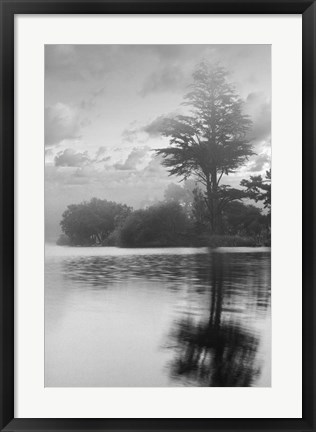 Framed Coastal Oak Series No. 34 Print