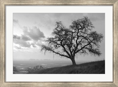 Framed Coastal Oak Series No. 48 Print