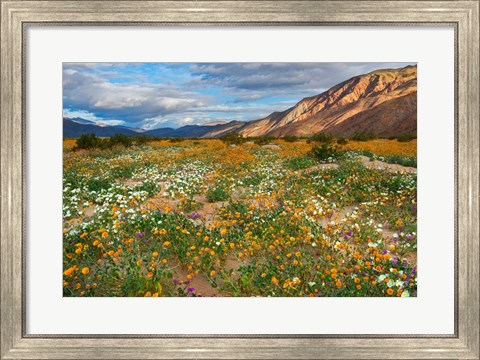 Framed Desert Wildflowers in Henderson Canyon Print