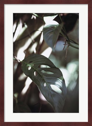 Framed Monstrea Leaves Nature 1 Print