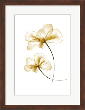 Framed Pressed Flowers Print