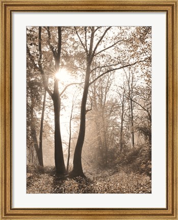 Framed Woodland Sunrise Print