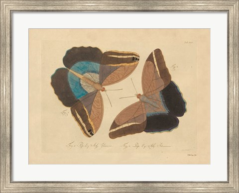 Framed Vintage Butterflies 2 Print