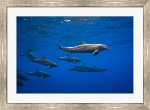 Framed Dolphins Print