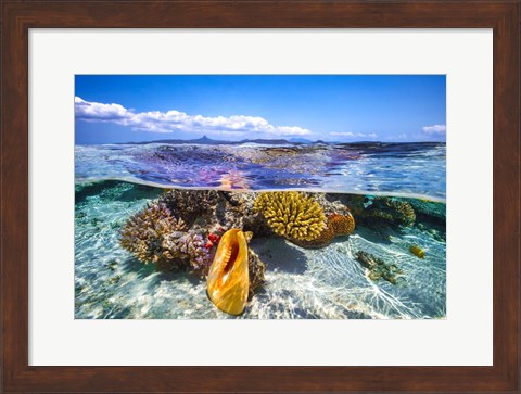 Framed Lagoon Life Print