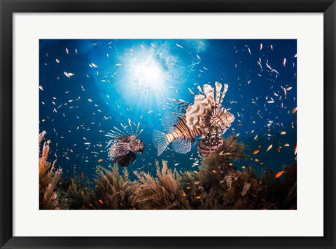 Framed Lionfish Print