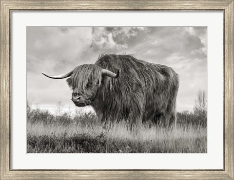 Framed Scottish Highland Bull (BW) Print