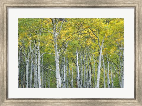 Framed Autumn Aspens In Mcclure Pass In Colorado Print