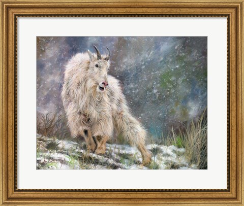 Framed Wild Mountain Goat Print