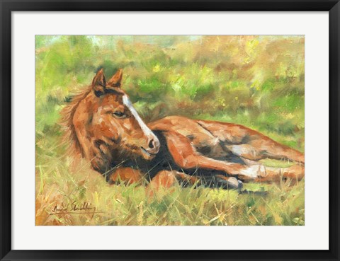 Framed Foal Laying Down Print