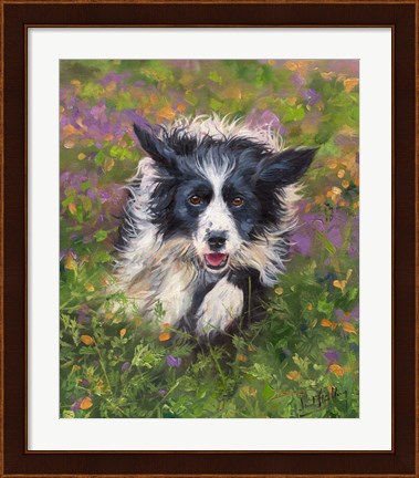 Framed Border Collie Print