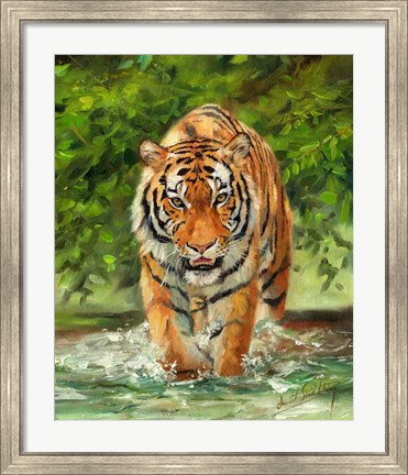 Framed Tiger On The Prowl Print