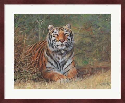 Framed Tiger In Bush Print