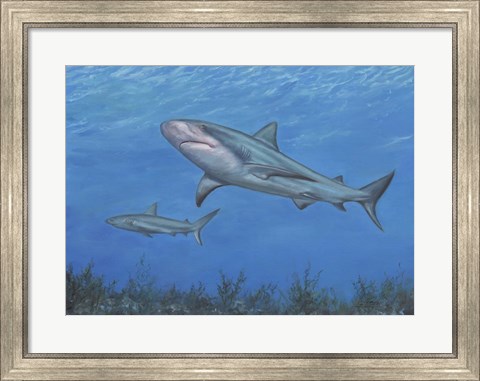 Framed Reef Shark Print