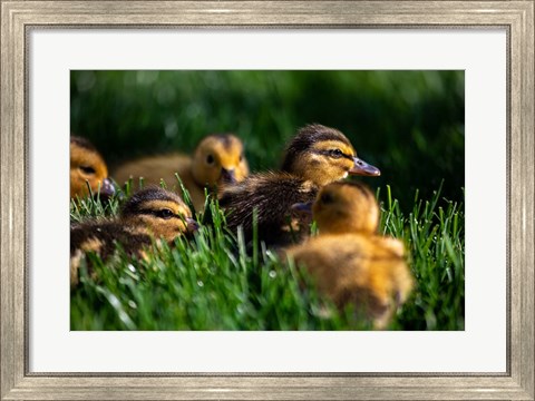 Framed Ducklings Print