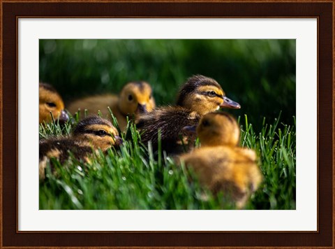 Framed Ducklings Print
