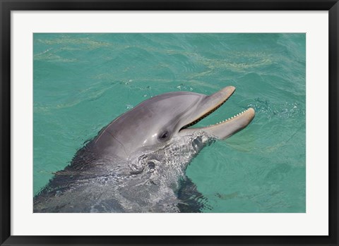 Framed Atlantic Bottlenose Dolphin Print