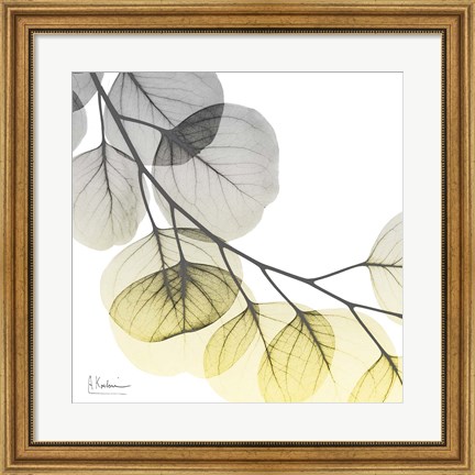 Framed Brilliant Eucalyptus 2 Print