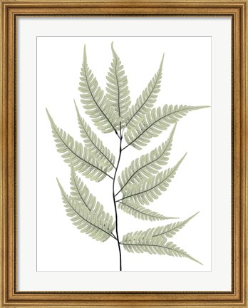 Framed Fern Tree Print