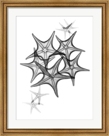 Framed Starfish Print