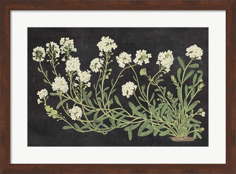 Framed Vintage Flowers on Black Print