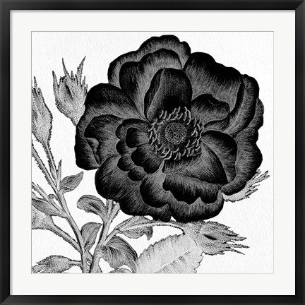 Framed Black and White Bloom 1 Print