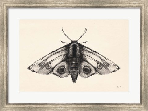 Framed Moth II Print