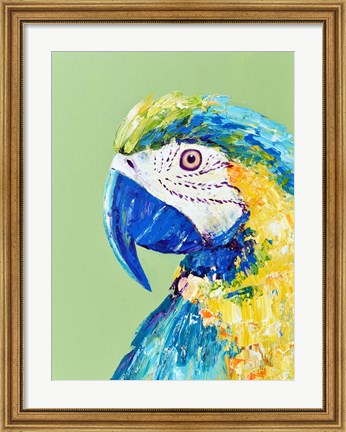 Framed Macaw Parrot Print