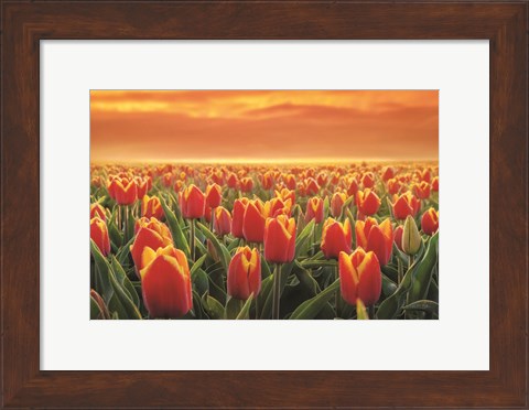 Framed Tulips on Fire Print