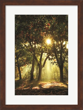Framed Autumn Light Print