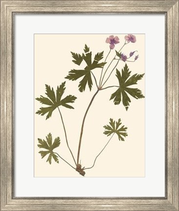 Framed Pressed Botanical III Print