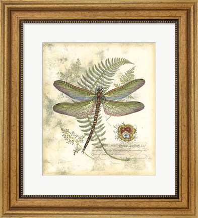 Framed Mini Regal Dragonfly I Print