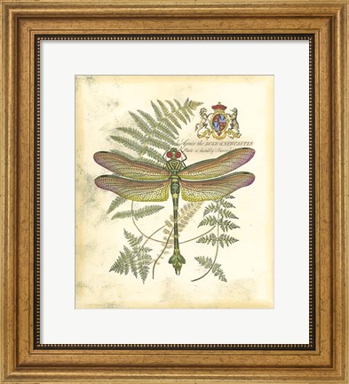 Framed Mini Regal Dragonfly III Print
