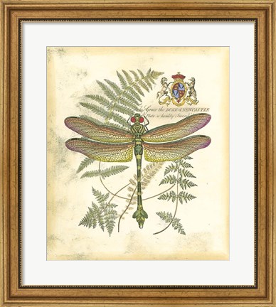 Framed Mini Regal Dragonfly III Print