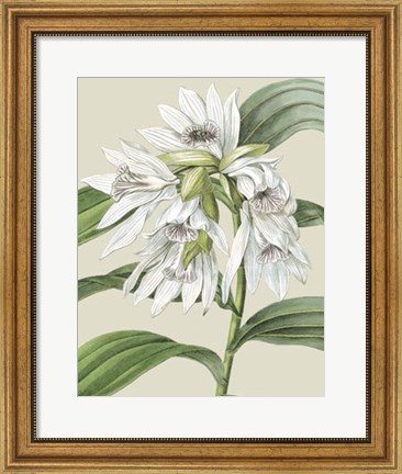 Framed Orchid Blooms III Print