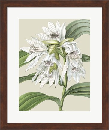 Framed Orchid Blooms III Print
