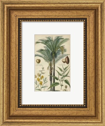 Framed Palm Plate 29 (IP) Print