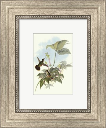 Framed Single Gould Hummingbird (IP) II Print