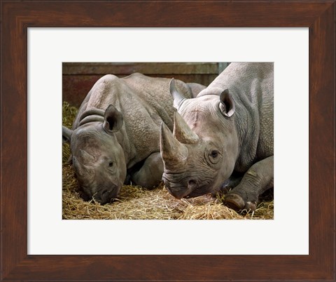 Framed Two Rhinos Print