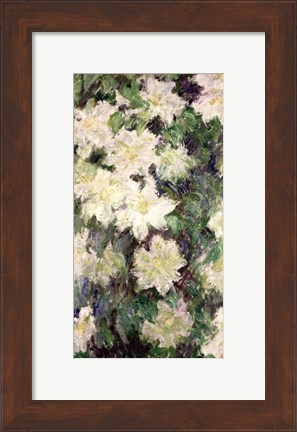 Framed White Clematis, 1887 Print