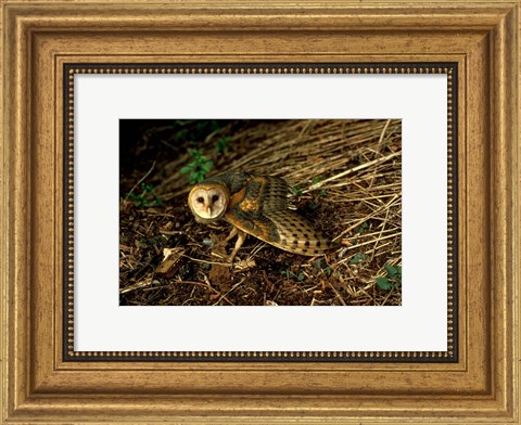 Framed Burrow Owl In Woods Print