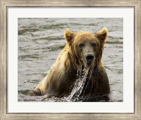 Framed Brown Bear Fishing Print