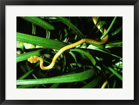 Framed Brown Tree Snake Print