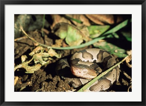 Framed Close Up of Coiled Copperhead Snake Print