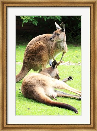 Framed Two Kangaroos Print