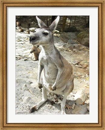 Framed Kangaroo at the Zoo Print