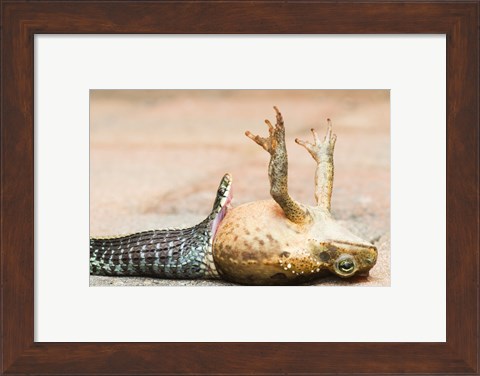 Framed Close-up of a snake eating a frog Print